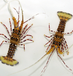 Panulirus femoristriga