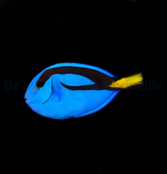 Paracanthurus hepatus - T.R.