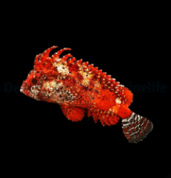 Paracentropogon zonatus