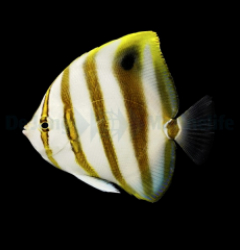 Parachaetodon ocellatus