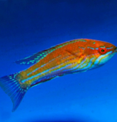 Paracheilinus angulatus