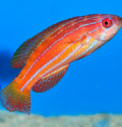 Paracheilinus attenuatus (female)