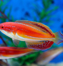 Paracheilinus attenuatus (male)