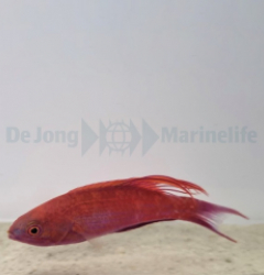 Paracheilinus cyaneus