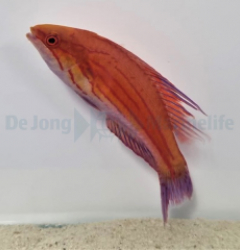 Paracheilinus filamentosus