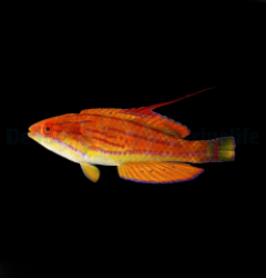 Paracheilinus flavianalis