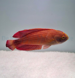 Paracheilinus octotaenia