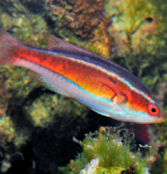 Paracheilinus piscilineatus (female)