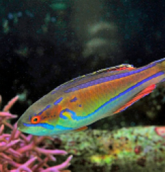 Paracheilinus piscilineatus (male)