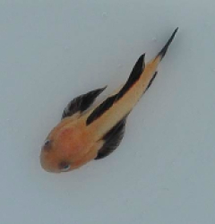 Paragobiodon lacunicolus