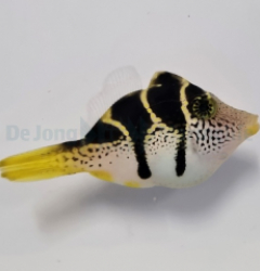 Paraluterus prionurus