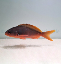 Paranthias colonus