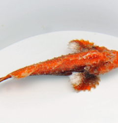 Paraploactis obbesi (Premium coloured)