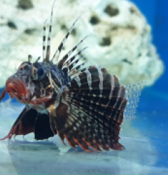 Parapterois heterura