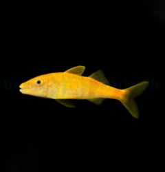 Parupeneus cyclostomus