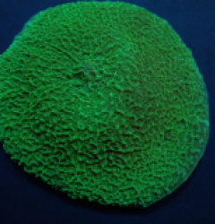 Platyzoanthus mussoides (Grade A)