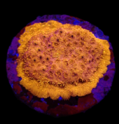 Pavona maldivensis (Orange) (DJM frag) o 090