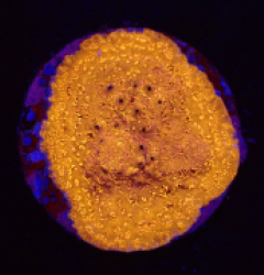 Pavona maldivensis (Orange) (DJM frag) o 109