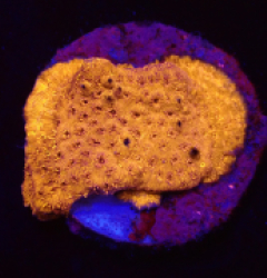 Pavona maldivensis (Orange) (DJM frag) o 113