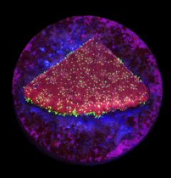 Pavona sp. (JF Freak Hair) (DJM Grown) o 052