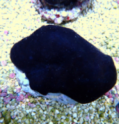 Haliclona sp. (Black)