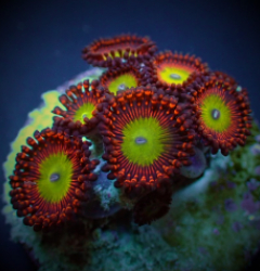 Zoanthus Candy Apple Red (Frag)