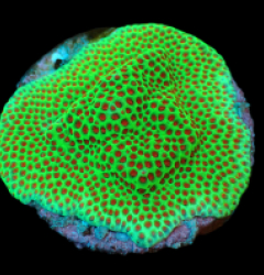 Porites spp. (Encrusting) (Red Polyp) (frag)