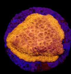 Pavona maldivensis (Orange) (frag)