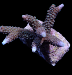 Acropora formosa