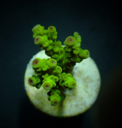 Acropora florida (Frag)