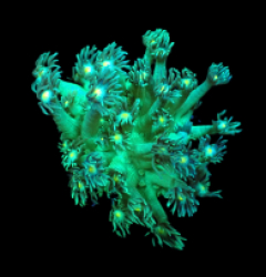 Goniopora spp. (Green-Yellow Center) (frag)