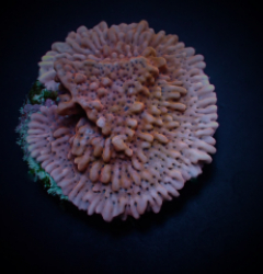 Montipora danae ( colored polyp Frag)