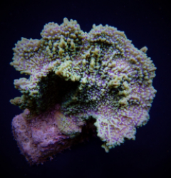 Montipora danae (Colored polyp)