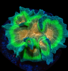 Pectinia sp. (Orange Center) (L) pb 035