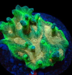 Pectinia sp. (Orange Center) (L) pb 160