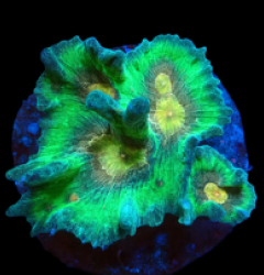 Pectinia sp. (Orange Center) (L) pb 403
