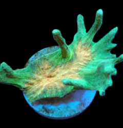 Pectinia sp. (Orange Center) (S) pb 261