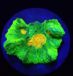 Pectinia sp. (Space Invader) (DJM frag) o 263