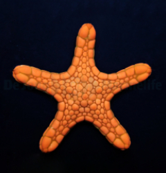 Pentagonaster duebeni (Orange)