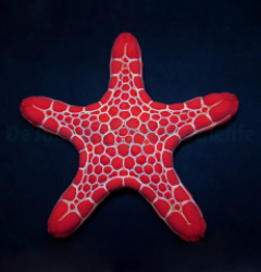 Pentagonaster duebeni (Red)