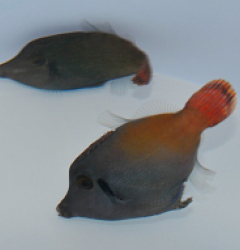 Pervagor janthinosoma