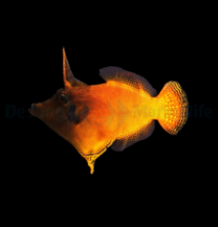 Pervagor melanocephalus