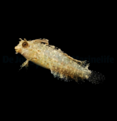 Petroscirtes mitratus