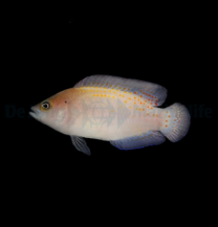 Pholidochromis cerasina