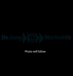 Discosoma spp. (Special Selected) (Ultra)