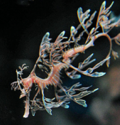 Phycodurus eques - T.B. (Temperate water)