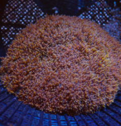 Phyllodiscus semoni (Goldish) pb 096