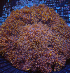 Phyllodiscus semoni (Goldish) pb 385