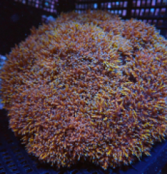 Phyllodiscus semoni (Goldish) pb 389