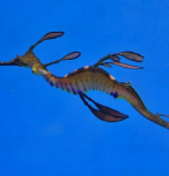 Phyllopteryx taeniolatus (Temperate water)